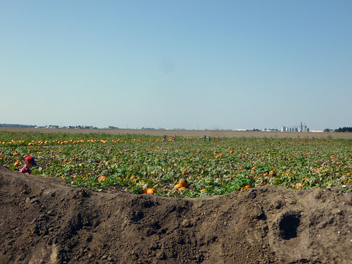 pumpkin outside arthur illinois great your pick patch own the