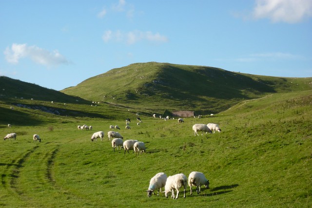 Sheep on Thorpe Pasture