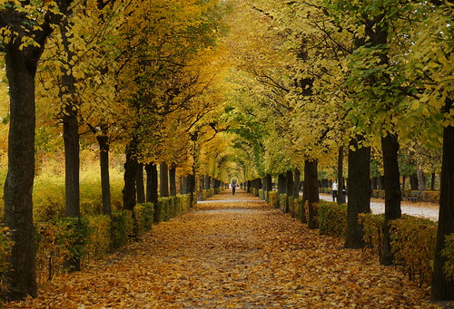 schönbrunn vienna wien autumn orange fall austria österreich colorful herbst