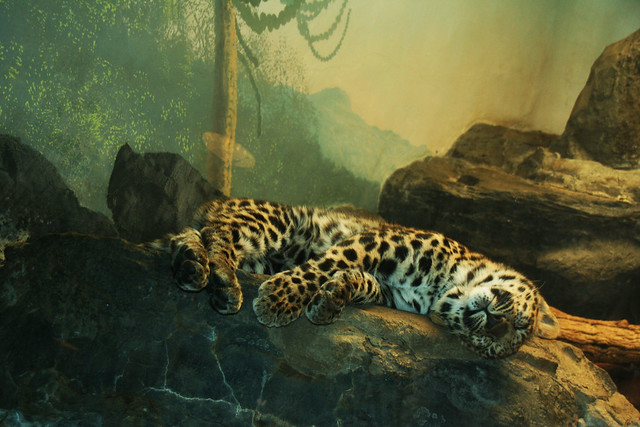 Leopard cub at Denver zoo