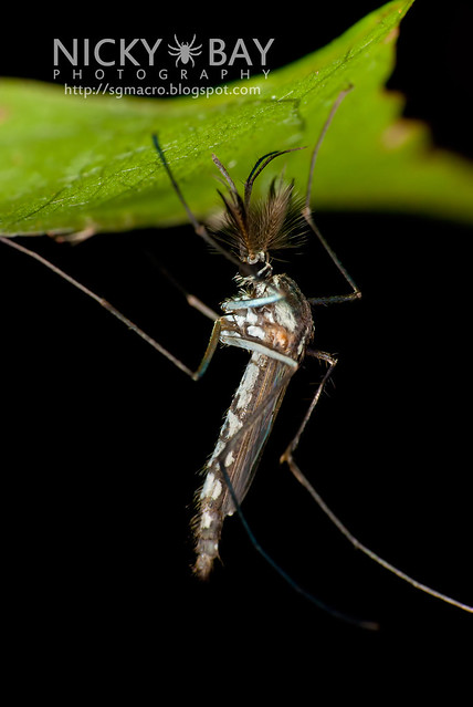 Mosquito? (Culicomorpha) - DSC_9089