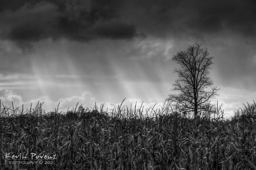 sun tree rain clouds dark corn october kevin michigan rays sunlit sunrays stalks 2012 povenz