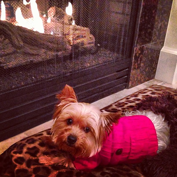 Gigi the #christmas #dog