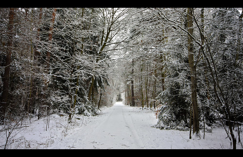 wood schnee winter snow tree forest canon germany europe wald hdr obertshausen hausen eos40d