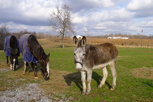 horses tennessee donkey westmoreland jackrobinson