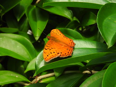 Male Cruiser butterflies in the Cairns Botanical gardens