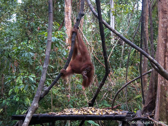 An orangutan grabs bananas provided by the park rangers