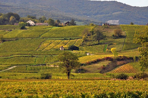 autumn france colors automne landscape geotagged countryside europe colours couleurs vineyards elite savoie paysage campagne vignes rhônealpes lesmarches michelemp fleursetpaysages vinsdesavoie geo:lat=4548728120813047 geo:lon=59906867132446