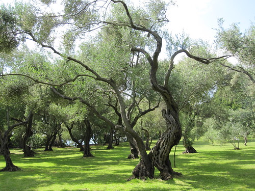 Lokrum olive trees