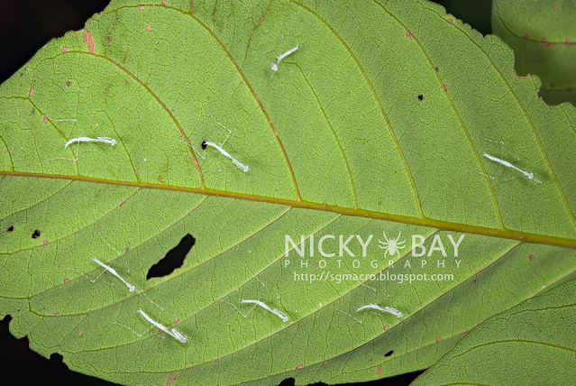 Mantis nymphs (Mantodea) - DSC_0388