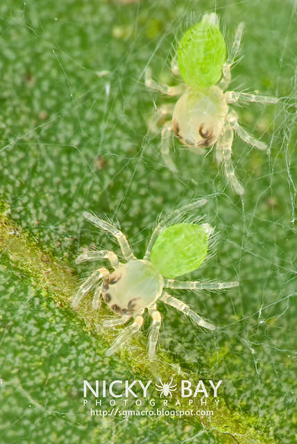 Wide-Jawed Viciria spiderlings (Viciria praemandibularis) - DSC_8498