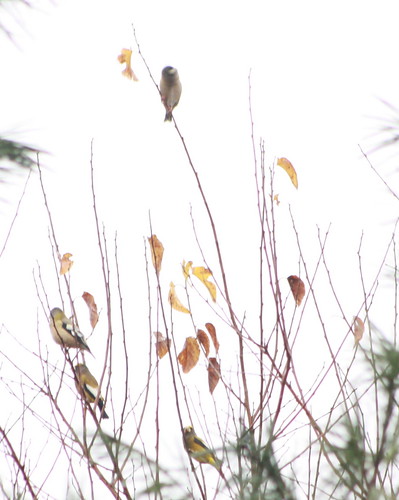 eveninggrosbeak irruptionyear