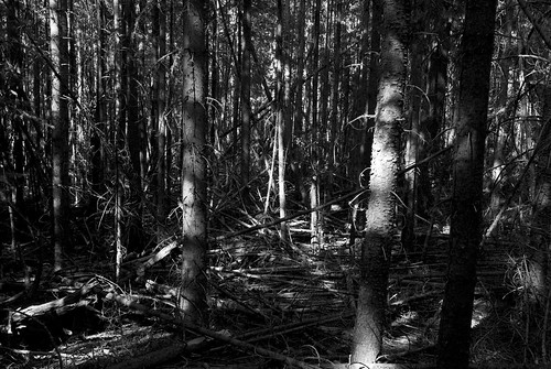 trees wild summer bw mountains newmexico lines mystery walking outdoors solitude shadows hiking highcontrast accidents solidarity bark trunks fuel disease eveninglight conifer diagonals deadfall tinder imbalance blownhighlights blackrange
