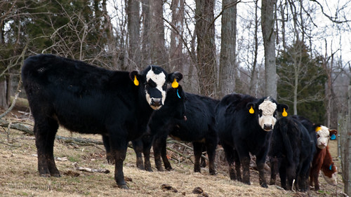 trees cattle calf bovine manure