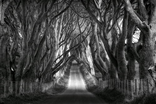 road trees ireland blackandwhite bw photoshop dark nikon explore northernireland giantscauseway d90 darkhedges todaniell odaniell tomodaniellcom