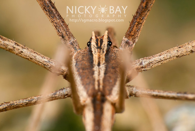 Net-Casting Spider (Deinopidae) - DSC_6156
