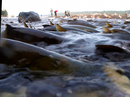 fish water fishermen salmon spawning chum hoodcanal hoodsport