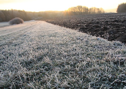 grass germany village hoarfrost thuringia soil sunray schackendorf worm´seyeview rauhreif