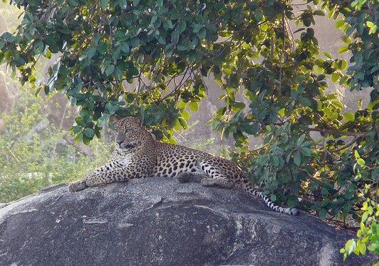 Leopardo del Parque Nacional Yala (Sri Lanka)