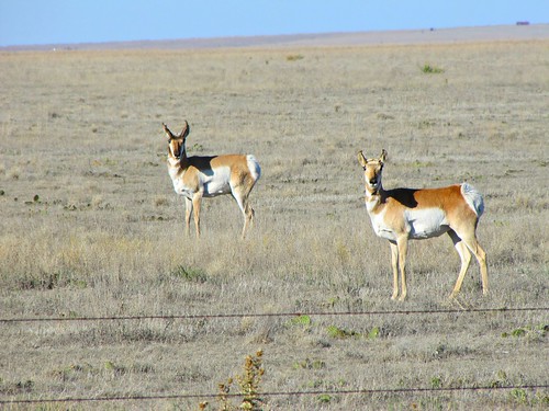 rural wildlife antelope kansas highplains pronghornantelope sharonsprings