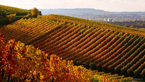 autumn vineyard herbst weinberg heilbronn gaffenberg