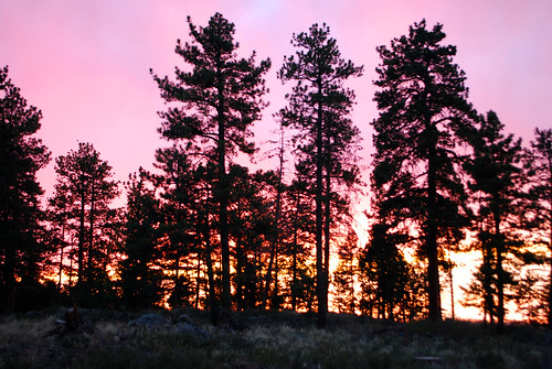 trees sunset silhouette pine