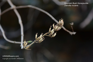 Mountain Bush Honeysuckle - Diervilla rivularis by USWildflowers, on Flickr