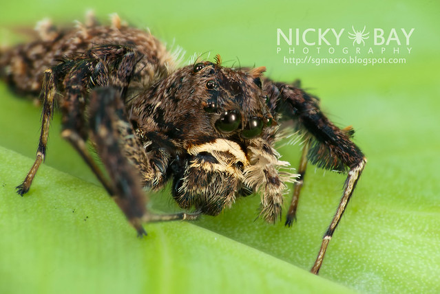 Jumping Spider (Portia sp.) - DSC_5725