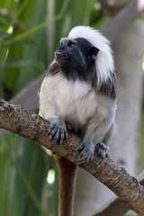 Tamarind Monkey at Perth Zoo