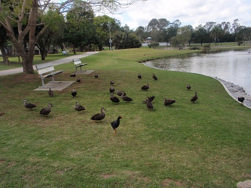 park lake birds bench ducks lakeside parkbench gympie lakealford lakealfordpark