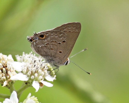 butterfly tx lepidoptera weslaco mallowscrubhairstreak hidalgocounty strymonistapa esterollanograndestatepark