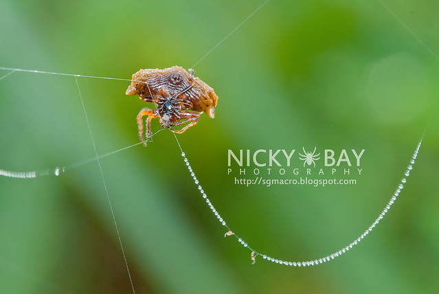 Bird Dung Spider (Pasilobus sp.) - DSC_4088