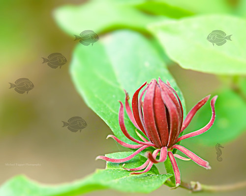 flowers red flower nature floral beautiful beauty leaves gardens photomanipulation photoshop garden landscape botanical outdoors leaf saturated flora pretty blossom outdoor blossoms vivid surreal foliage cc fantasy creativecommons octopus bloom blooms fable