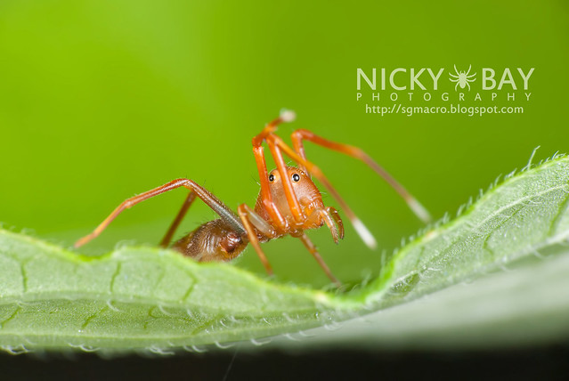 Ant-mimic Crab Spider (Amyciaea lineatipes) - DSC_6818