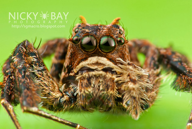 Jumping Spider (Portia sp.) - DSC_5801