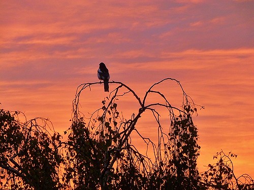 uk london birds silhouettes sunsets orangesky magpies redskyatnight hithergreen explored