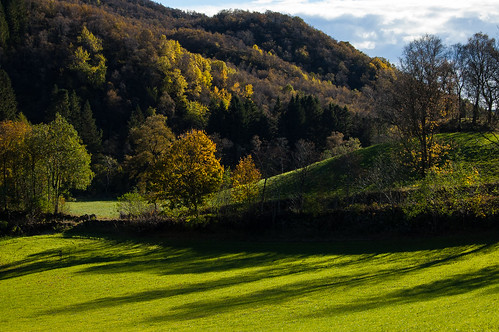 autumn trees nature leaves landscape norge rogalandfylke