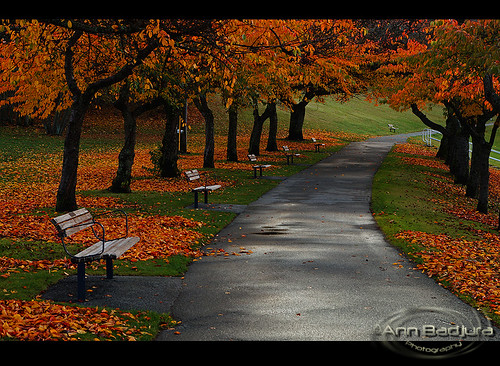 autumn trees canada fall nature vancouver bench view path britishcolumbia burnaby burnabymountain