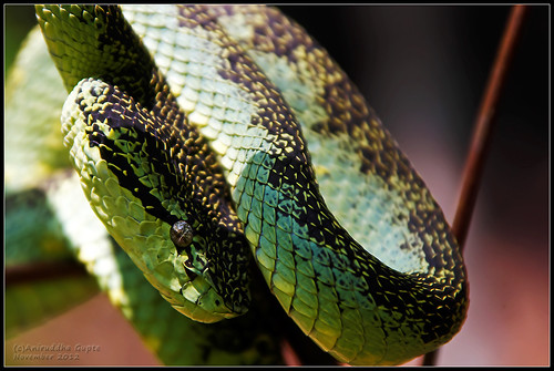 green trek snake wildlife kerala viper poisonous pentaxkx tamron28300 malabarpitviper kanjirakkolli kanmadapara