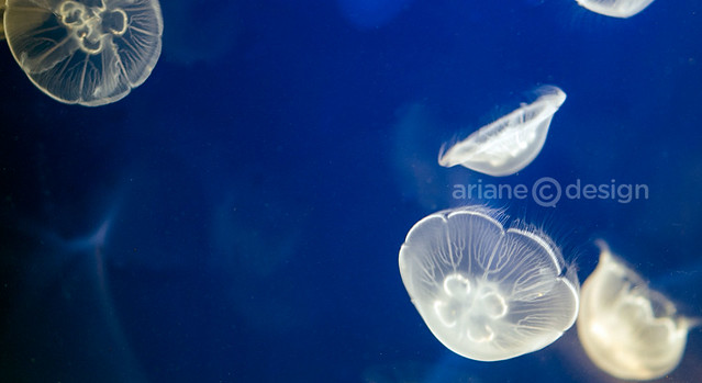 Vancouver Aquarium Luminescence/Moon Jellies