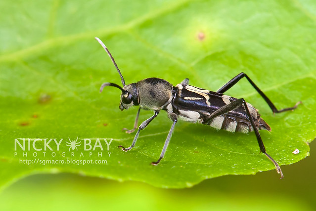 Longhorn Beetle (Cerambycidae) - DSC_4572