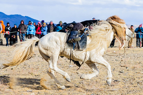 horses animals festival mongolia activities olgii naturelandscape bayanolgii
