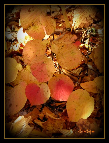 red orange tree fall leaves newbrunswick dunlop blushing supershot travelpilgrems