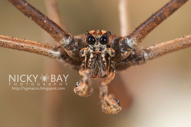 Net-Casting Spider (Deinopidae) - DSC_6127