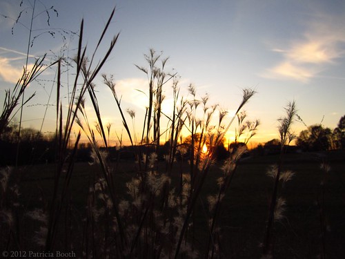 sunset dailyphoto 366 autumngrasses