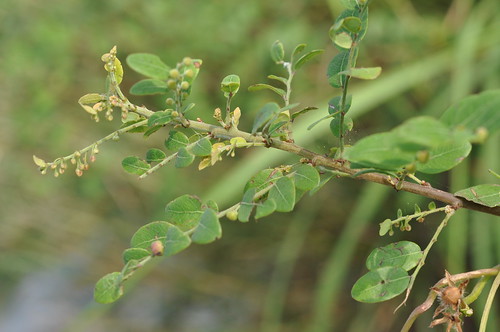 plants black fruit thailand shrubs euphorbiaceae chonburi rosidae euphorbiales