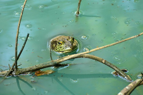 nature pond tx romayortx reptilesandamphibians murky bullfrog lithobatescatesbeianus frog amphibian