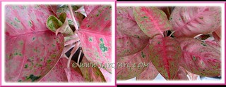 Aglaonema cv. Legacy or 'Miss Thailand' - lovely cone-shaped emerging leaf, Nov 8 2012