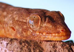 common gecko