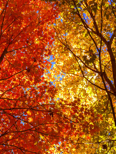 autumn trees fallleaves color leaves maple southcarolina olympus zuiko greenville e5 zd 1260mm